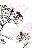 Butterflies on Spiraea flowers, X-ray