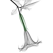 Datura flower, X-ray