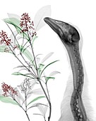 Goose and Skimmia berries, X-ray