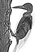 Woodpecker, X-ray