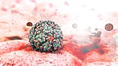 Mayaro virus, molecular model
