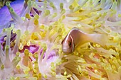 Pink anemonefish with host anemone