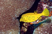 Yellow boxfish juvenile