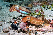 Papuan cuttlefish courtship