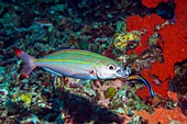 Double-lined fusilier with cleaner wrasse