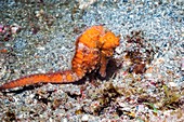 Common seahorse