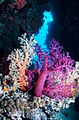 Soft corals on a coral reef