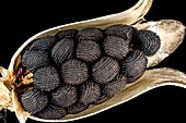 Corncockle seed capsule, LM