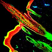 Hair in epidermis, fluorescence light micrograph