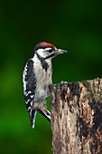 Great spotted woodpecker juvenile