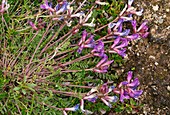 St John River oxytrope (Oxytropis campestris johannensis)