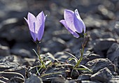 Harebell (Campanula rotundifolia) in flower on limestone