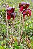 Purple pitcher plants (Sarracenia purpurea) in flower