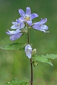 Nettle-leaved bellflower (Campanula trachelium) in flower