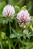 Red clover (Trifolium pratense) in flower