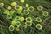 Alpine hare's ear (Bupleurum stellatum) in flower