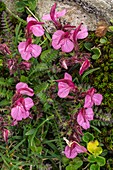 Kerner's lousewort (Pedicularis kerneri) in flower