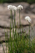 Scheuchzer's cottongrass (Eriophorum scheuchzeri) in flower