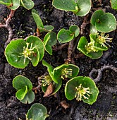 Dwarf willow (Salix herbacea) male flowers