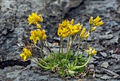 Yellow whitlowgrass (Draba aizoides) in flower