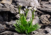 Alpine bitter-cress (Cardamine alpina) in flower