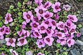Purple saxifrage (Saxifraga oppositifolia) in flower