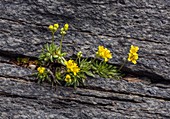 Yellow whitlow-grass (Draba aizoides) in flower