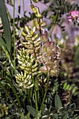 Chickpea milkvetch (Astragalus cicer) in flower