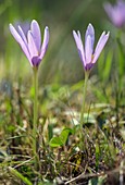 Alpine meadow-saffron (Cochicum alpinum) in flower