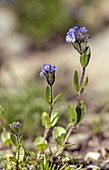 Alpine speedwell (Veronica alpina) in flower