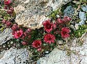 Cobweb houseleek (Sempervivum arachnoideum) in flower