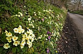Primroses (Primula vulgaris) in flower, UK