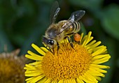 Honey bee feeding on fleabane flower