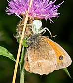 Crab-spider preying on gatekeeper butterfly