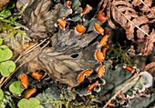 Dog-lichen (Peltigera horizontalis)