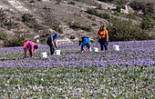 Saffron harvest, Greece