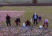 Saffron harvest, Greece
