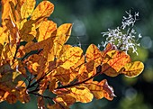 Smoke bush (Cotinus coggygria) in autumn colour