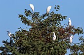 Great white egrets in a tree