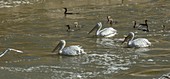 Dalmatian pelicans feeding