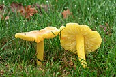 Golden waxcap (Hygrocybe chlorophana) mushrooms
