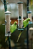 Ring-necked parakeets on bird feeders