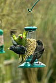 Ring-necked parakeet and starlings on a bird feeder