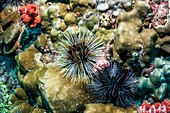Banded sea urchins
