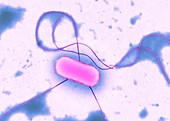 E. coli bacterium, TEM