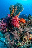 Corals, gorgonians and coral hind reef fish