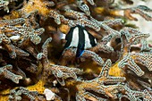 Damselfish sheltering in coral