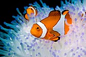 False clown anemonefish