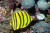 Eight-banded butterflyfish