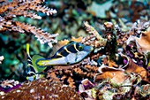 Blacksaddle filefish